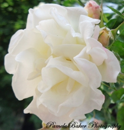 Roses.PopcornRose.White.Watermarked 6.11.17 -