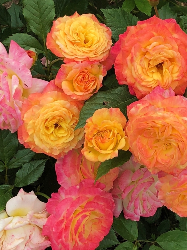 PeggyRockefellerRoseGarden.GardenDelight.YellowPink Roses.closeup 6.15.18